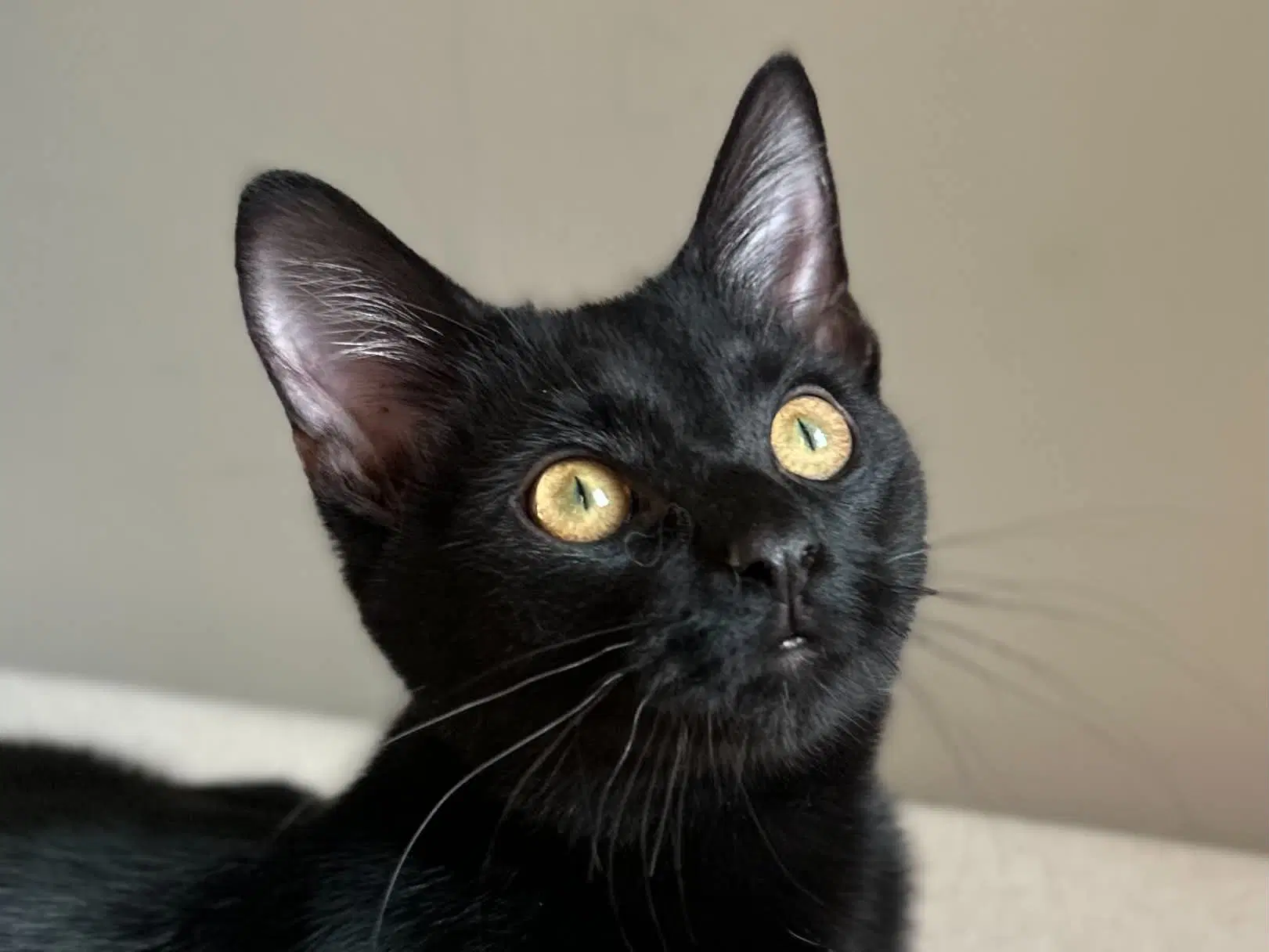 Ozzy Tripawd - Courtesy Listing - Bobtail