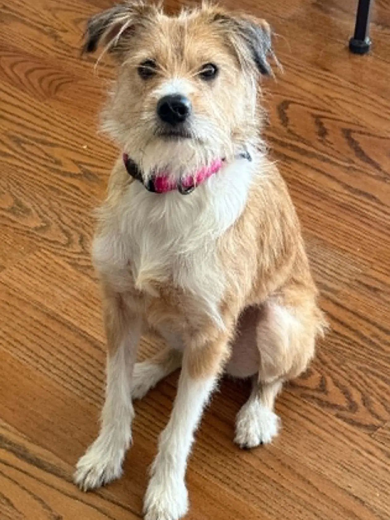 Minnie image 4