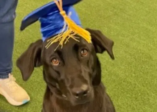 Kuro - Courtesy Listing - Labrador Retriever