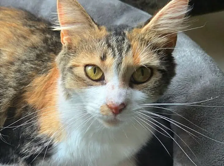 Winnie - Domestic Medium Hair