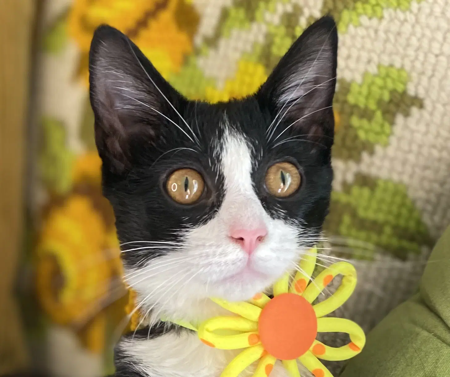 Wilhelmina - Domestic Short Hair