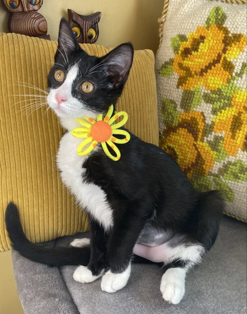 Photo 4 of Wilhelmina - SEE ME @ PETCO!