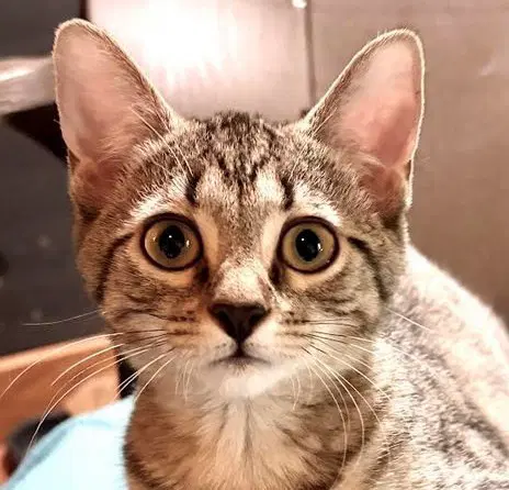 Reba - Domestic Short Hair