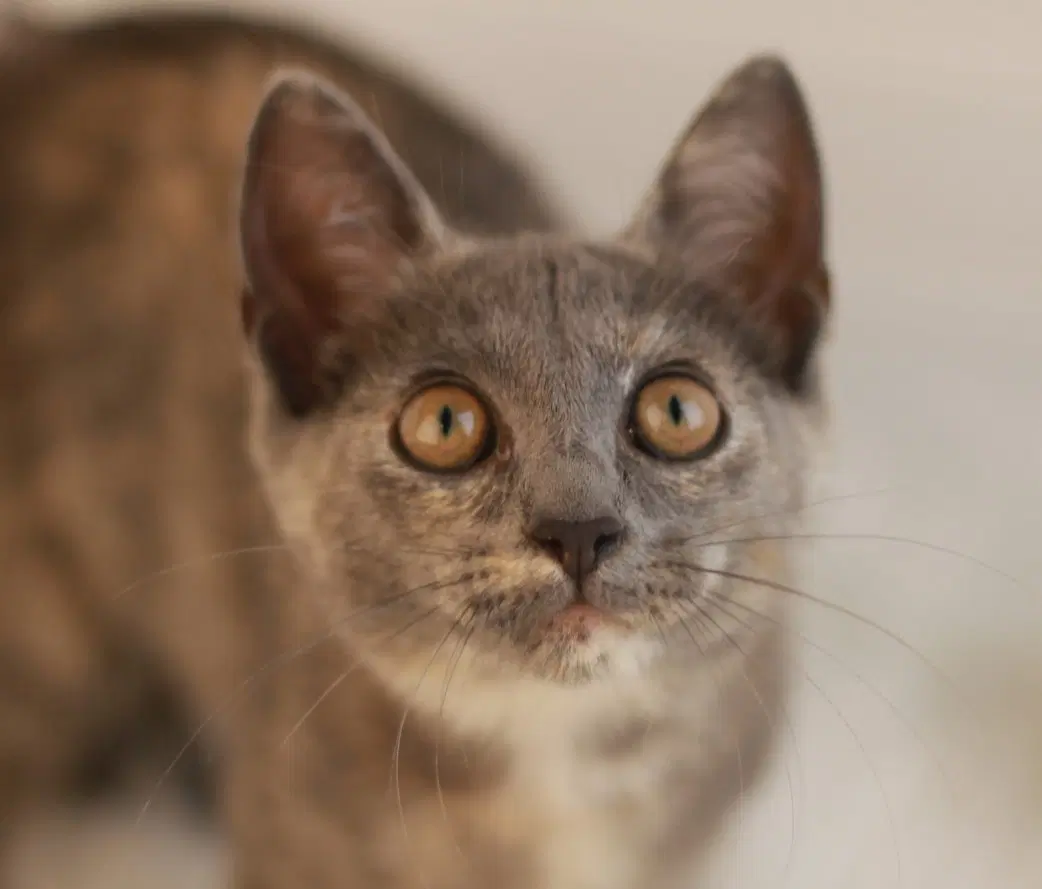 Turkey Bacon - Domestic Short Hair