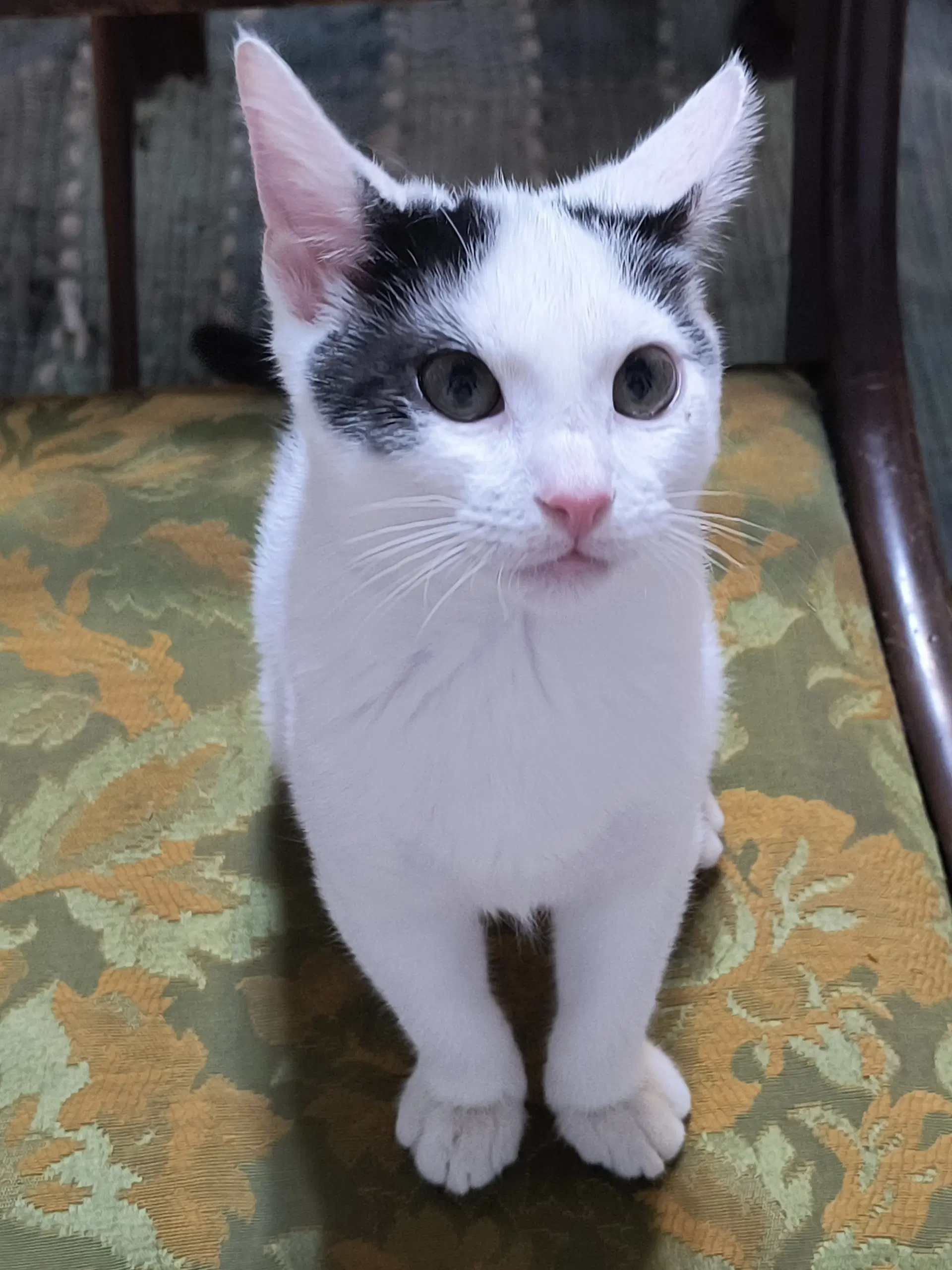 Otto - Domestic Short Hair