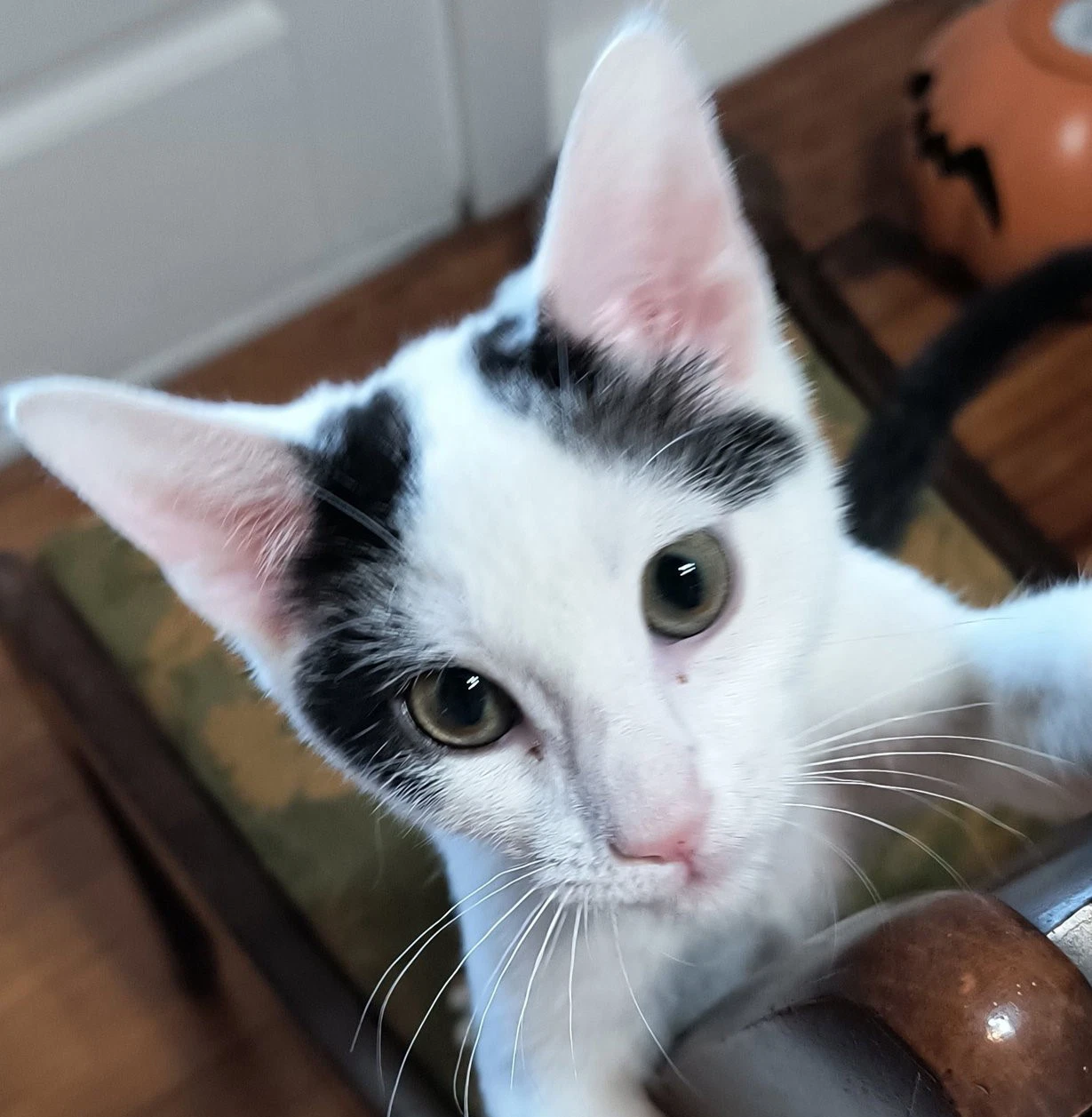 Otto