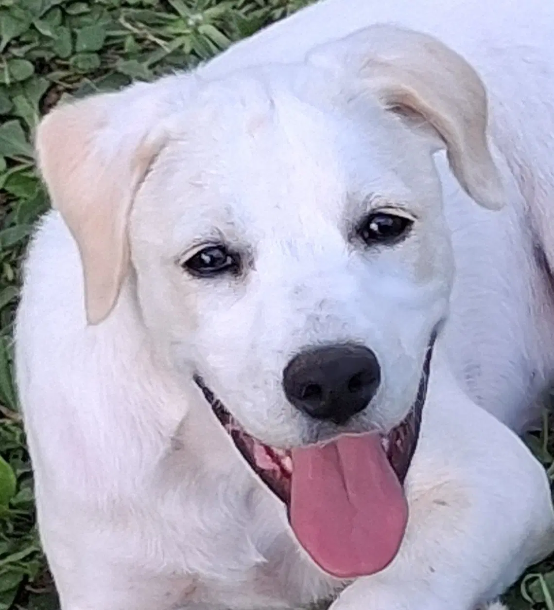 Poppy - Labrador Retriever