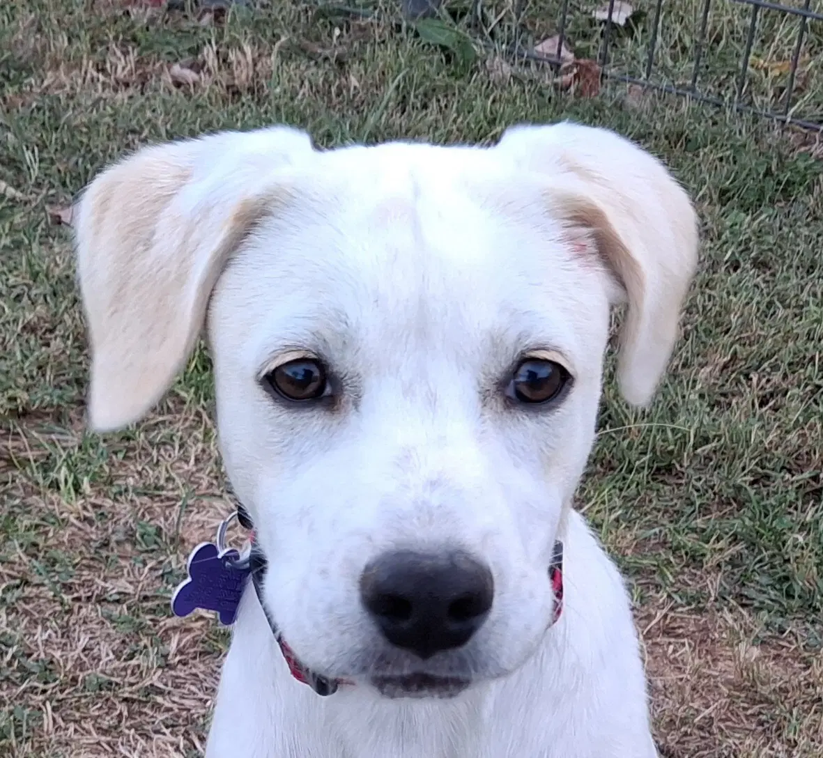 Poppy - Labrador Retriever