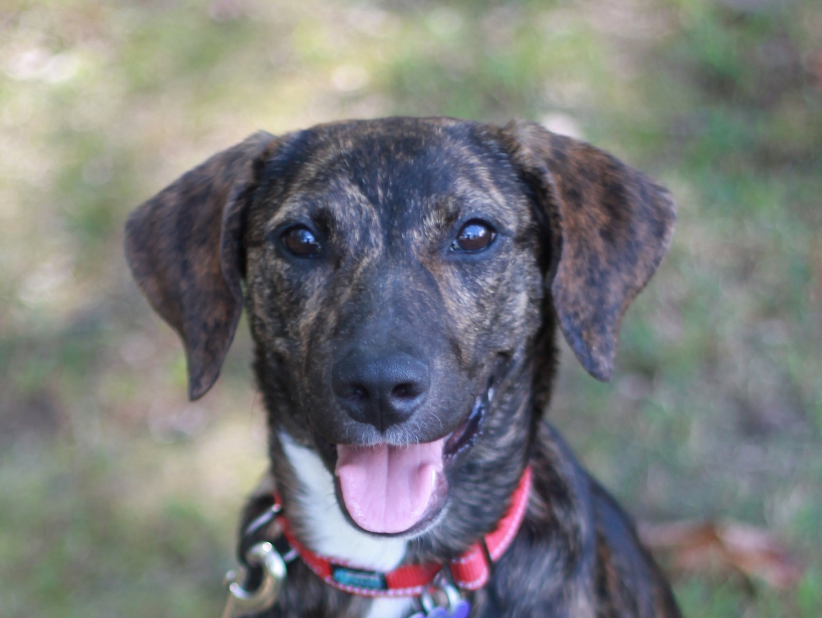 Noel - MEET ME @ PETCO 10/3!, Mountain Cur