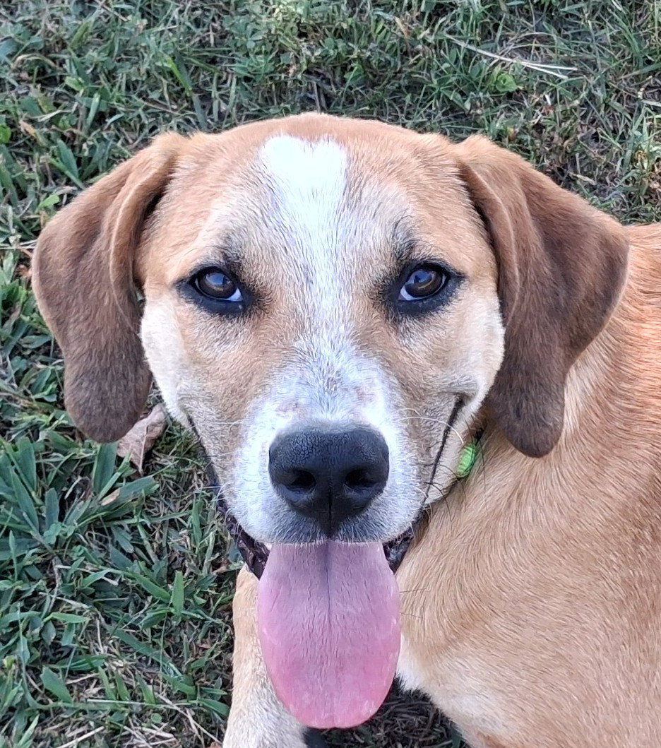 Gunner - MEET ME @ PETCO 10/3!, Mountain Cur