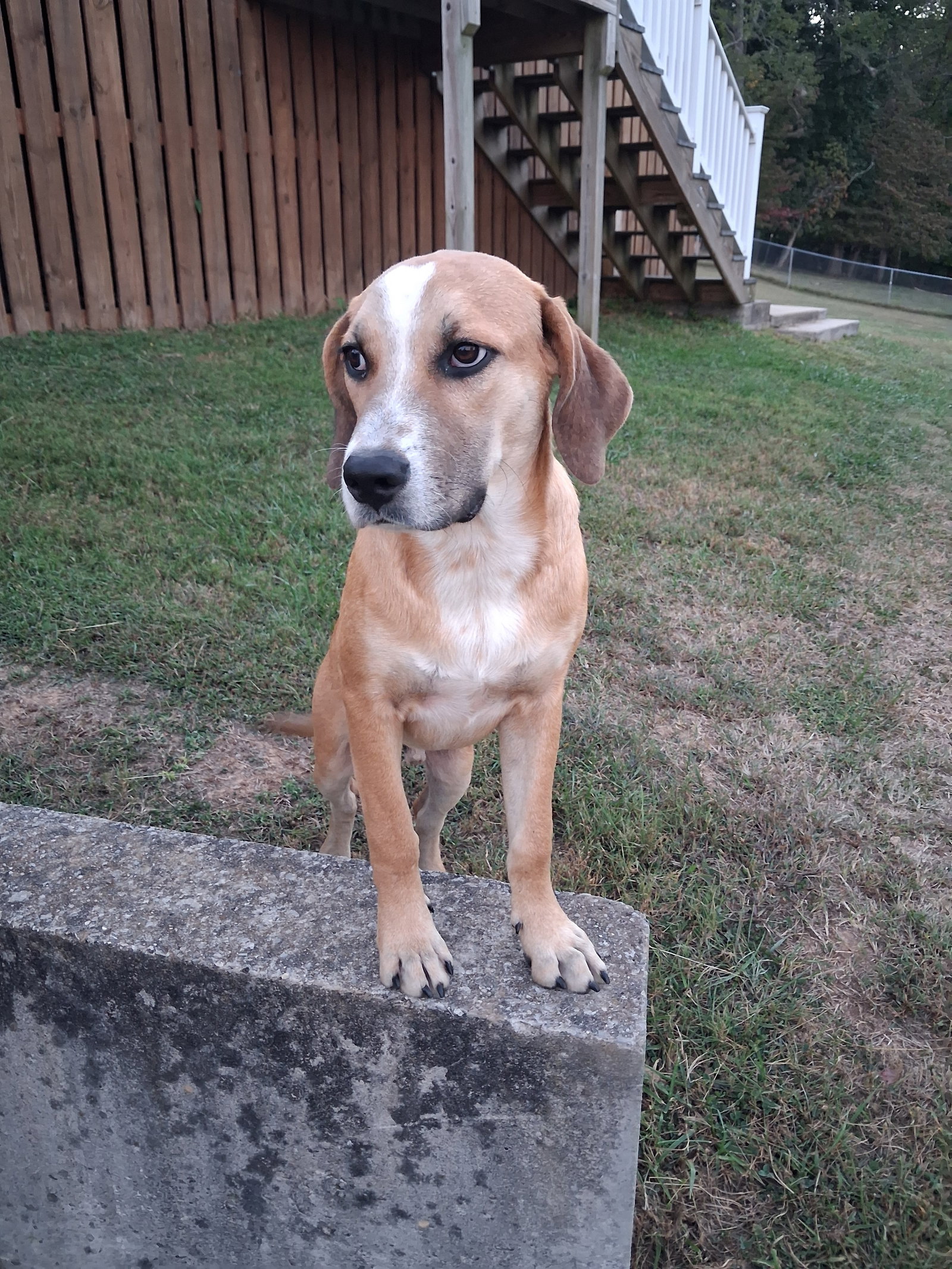 Gunner, photo 3
