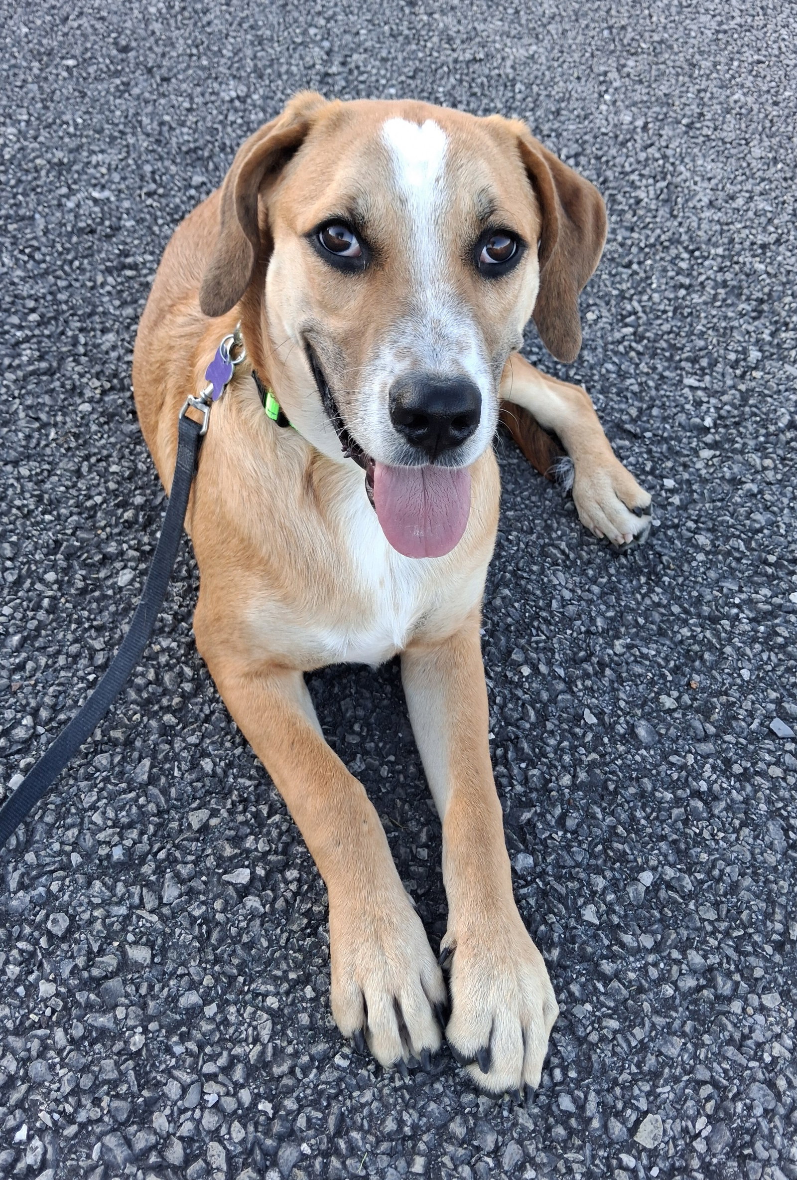 Gunner, photo 7