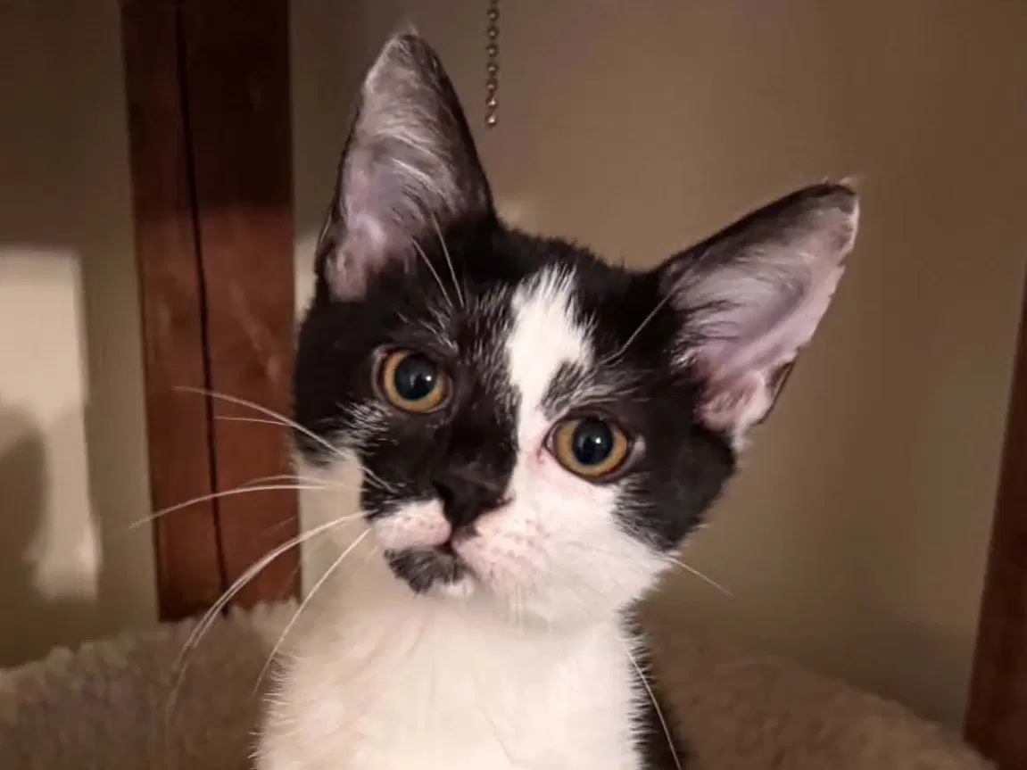 Dorian - Domestic Short Hair