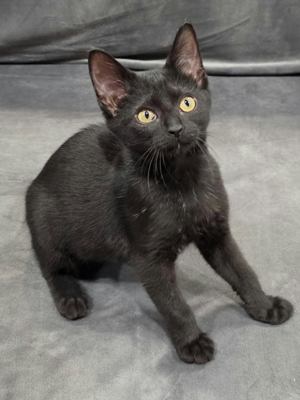 Storm - SEE ME @ PETCO!, photo 2