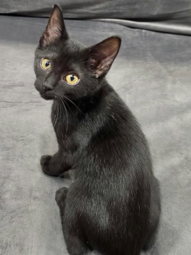 Storm - SEE ME @ PETCO!, photo 3