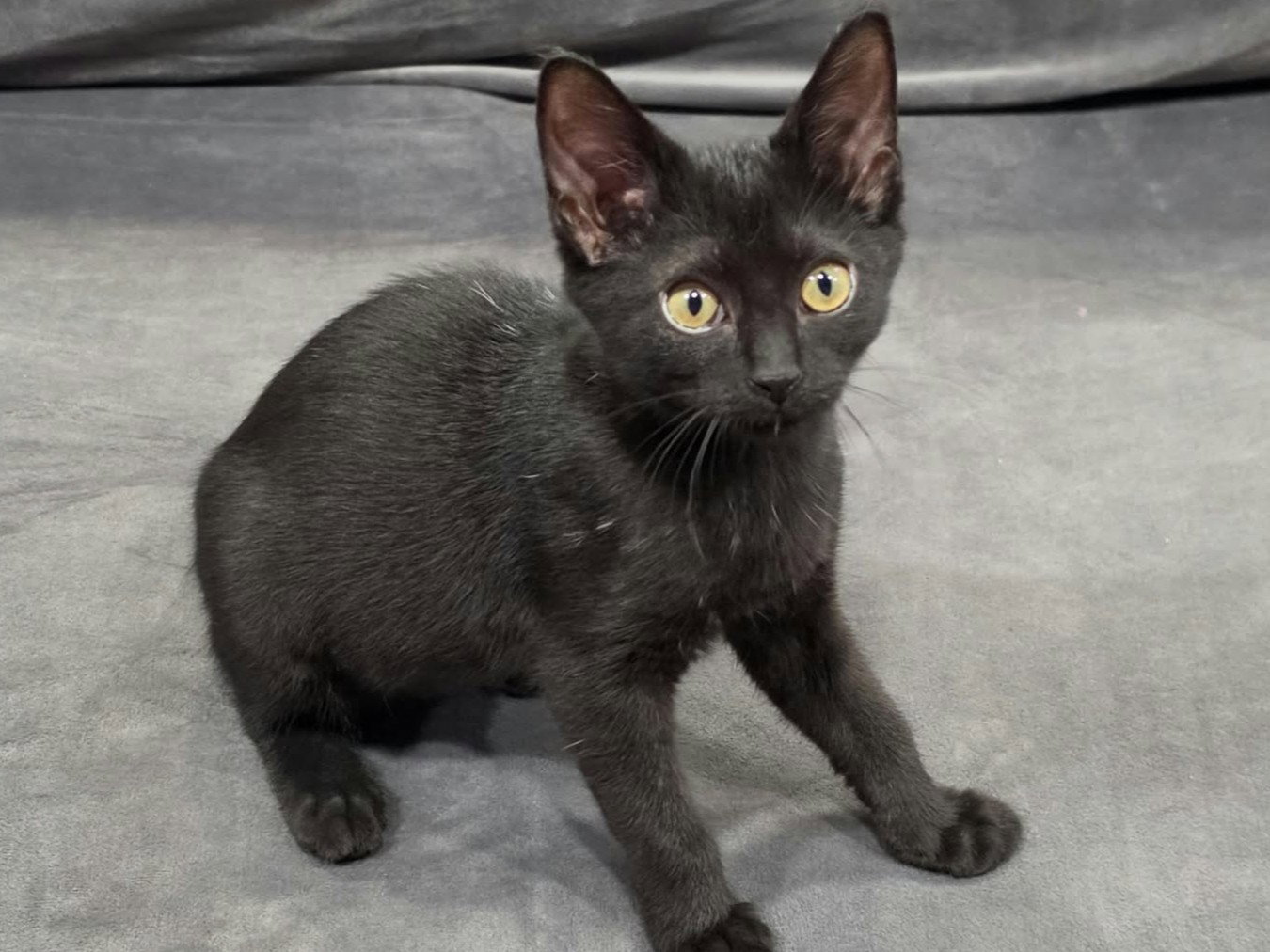 Storm - SEE ME @ PETCO!, photo 4
