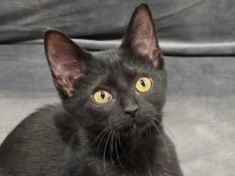 Storm - SEE ME @ PETCO!