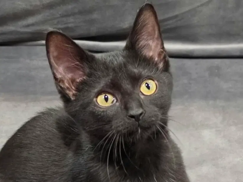 Storm - Domestic Short Hair