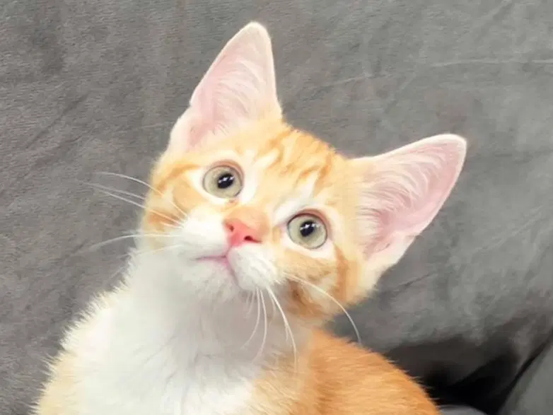 Raine - Domestic Short Hair