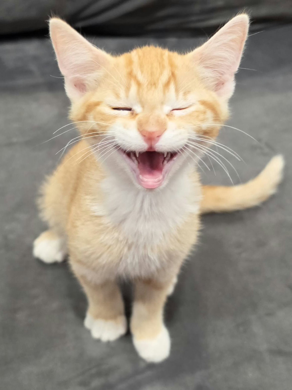 Sonny - SEE ME @ PETCO!, photo 4