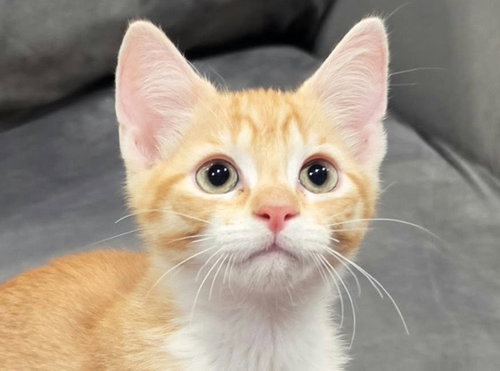 Sonny - SEE ME @ PETCO!