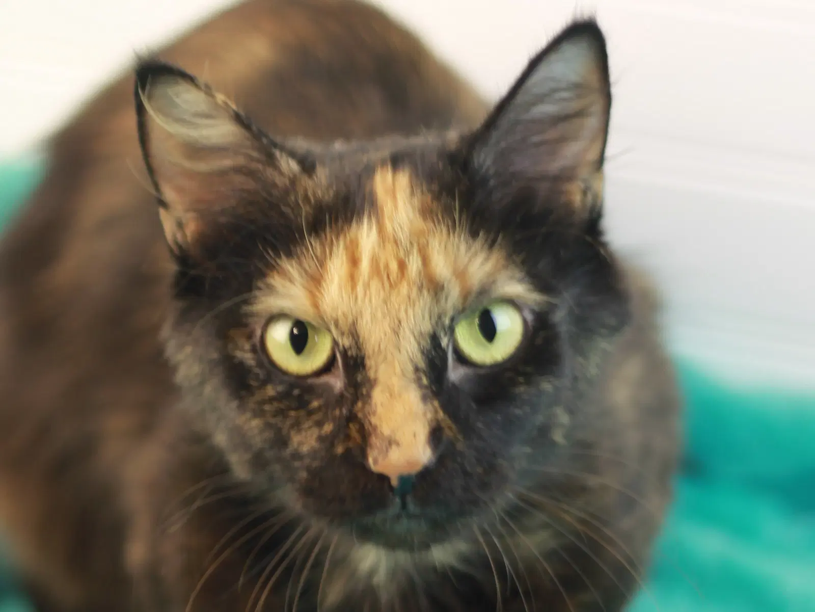 Gypsy - Domestic Long Hair
