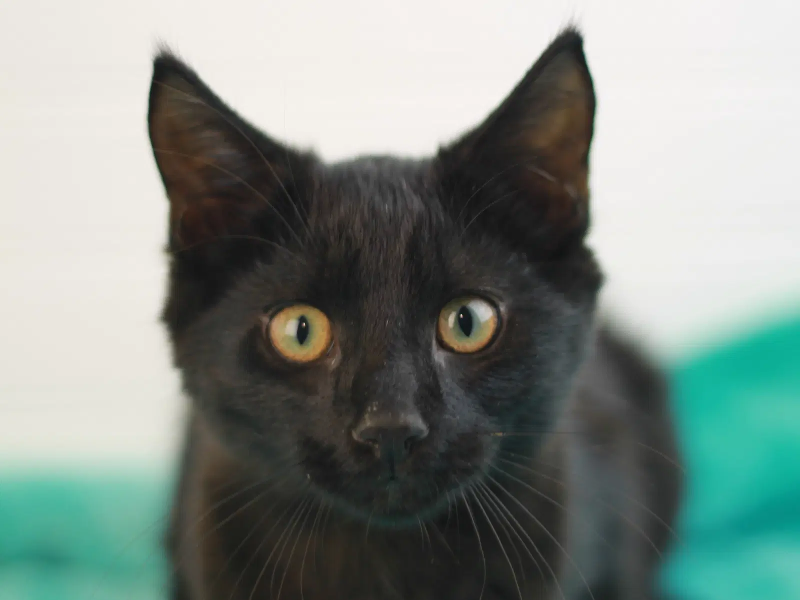 Boo - Domestic Short Hair