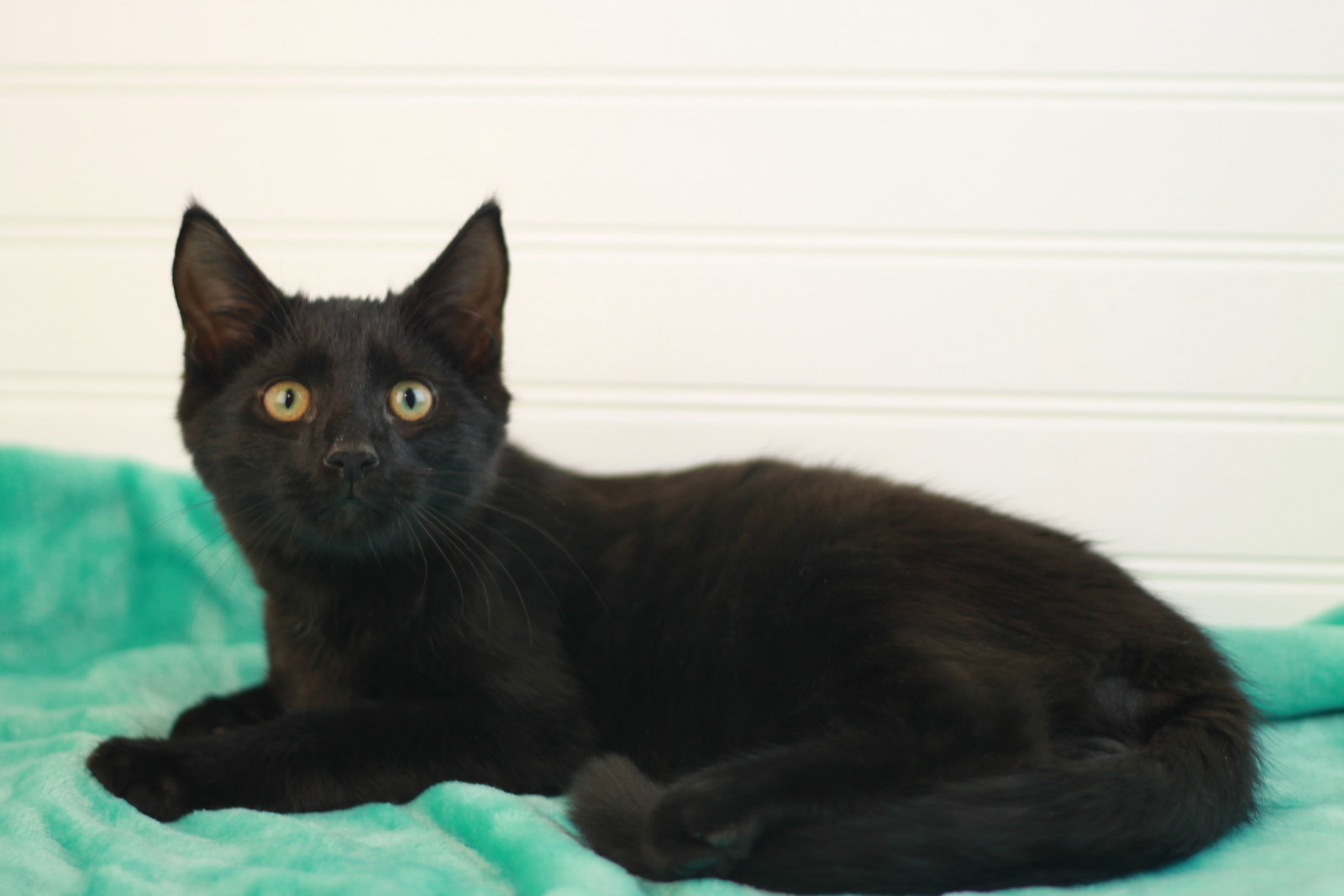 Boo - SEE ME @ PETCO!, photo 2