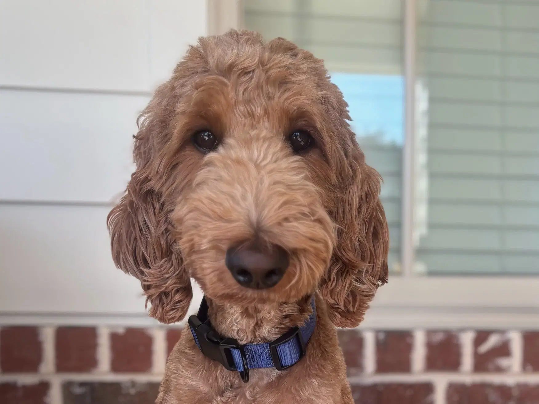 Rocky -  Legs - All Love - Goldendoodle