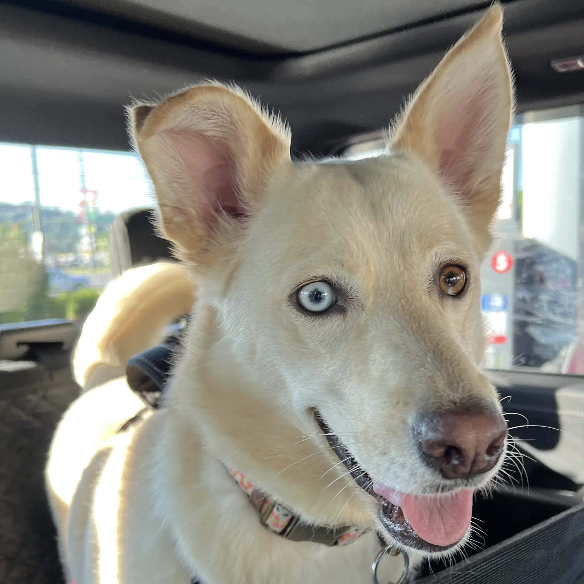 Jewel Courtesy Listing - Siberian Husky