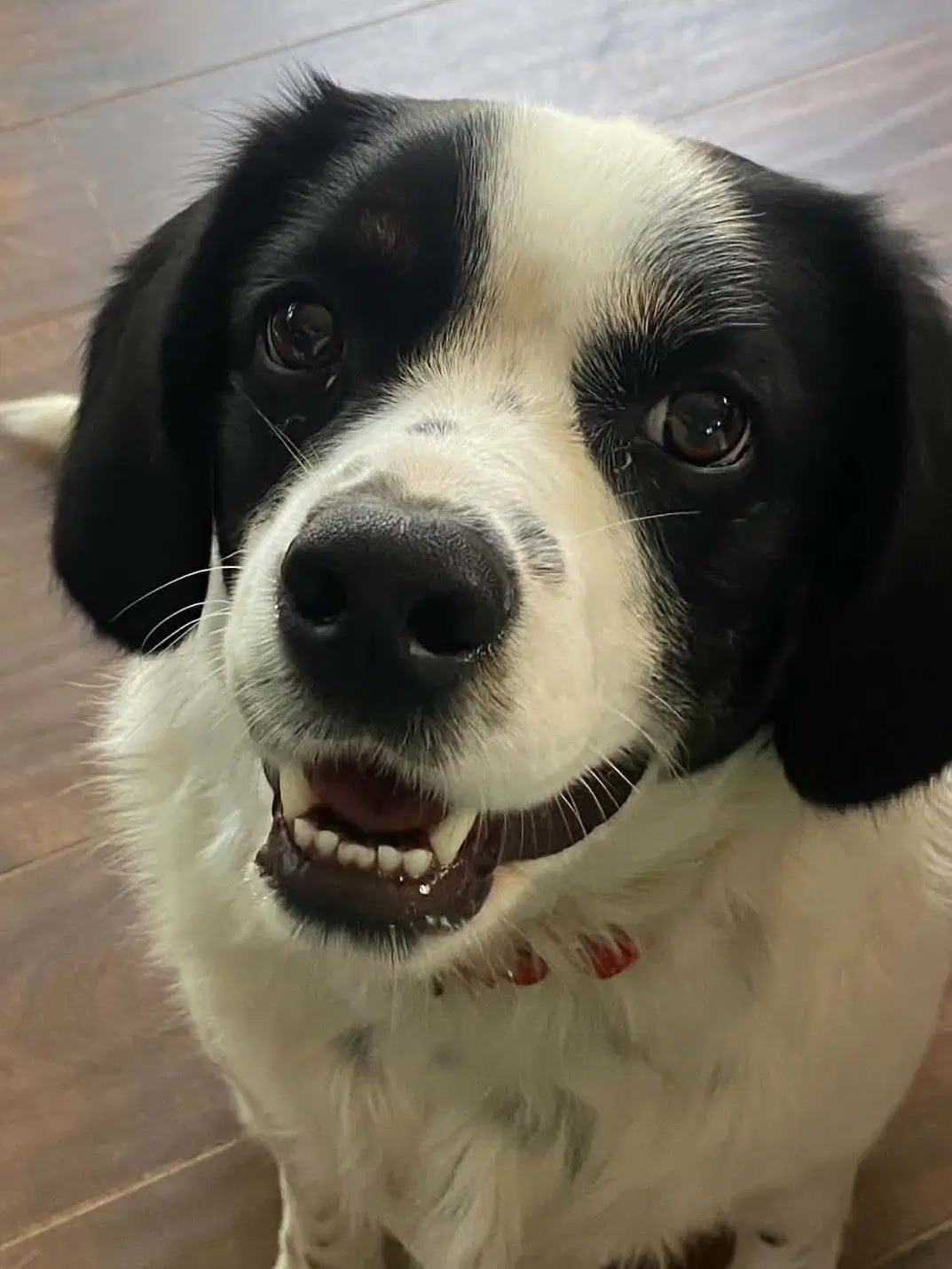 Buddy Ii Courtesy Listing - Pointer
