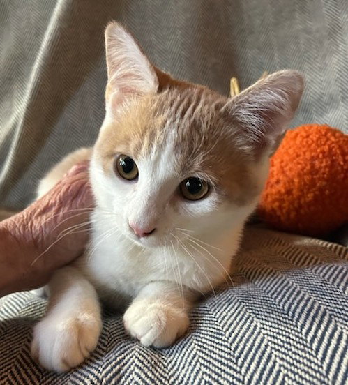 Scout *COURTESY LISTING*