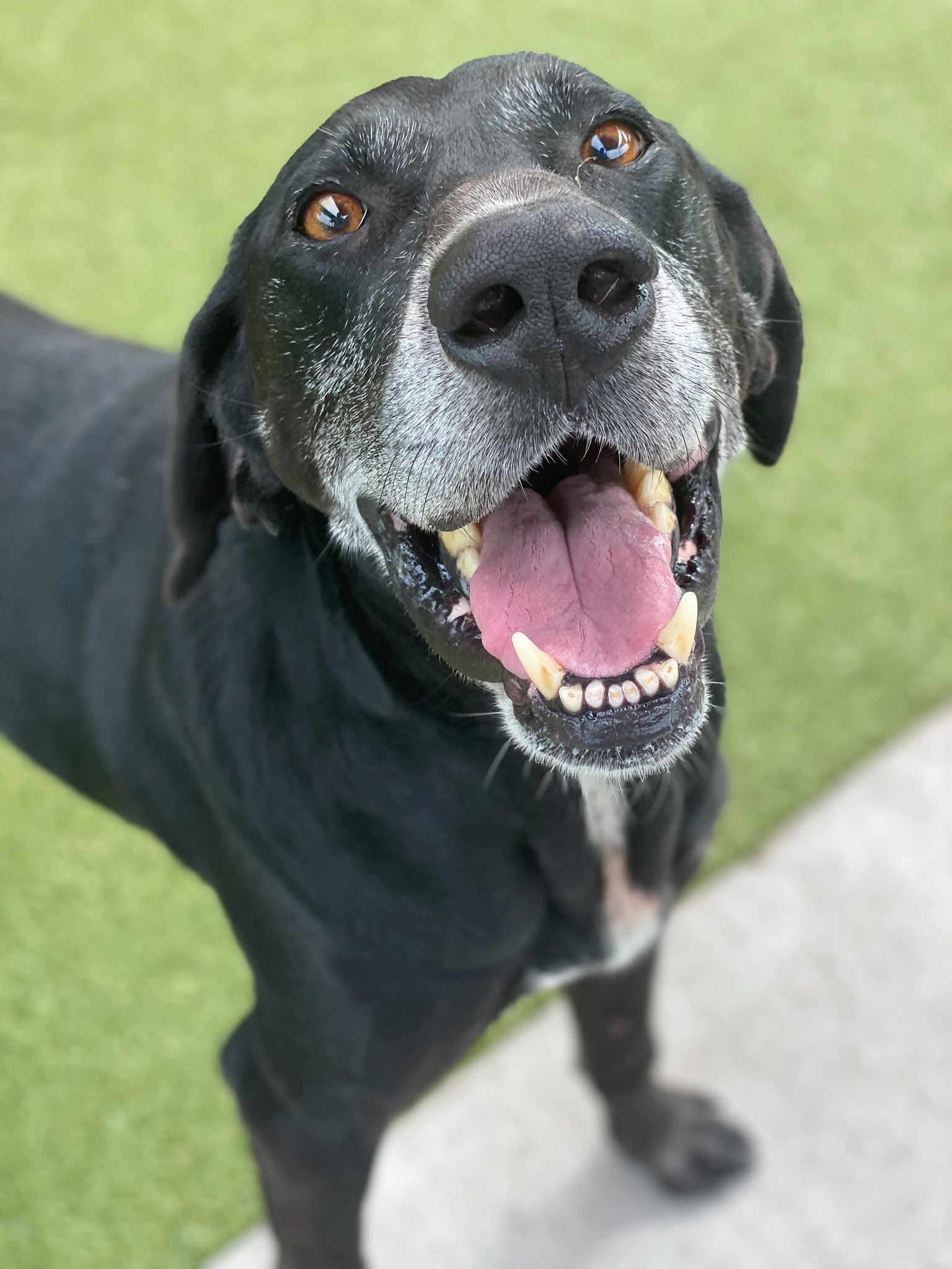 adoptable Dog in Broomfield, CO named Skeedee