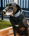 adoptable Dog in broomfield, CO named Skiatook