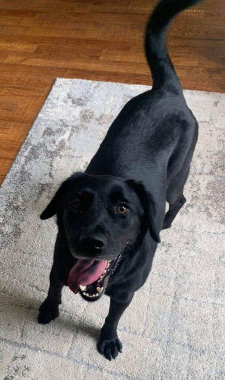 KERSEY - Labrador Retriever available for adoption