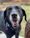 adoptable Dog in , CO named Morgan Heights