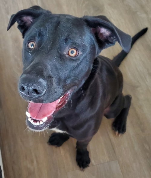 CRAIG - Labrador Retriever available for adoption