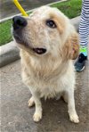 adoptable Dog in broomfield, CO named Parachute