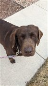 adoptable Dog in broomfield, CO named Guemes Island / Iris / Kula