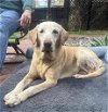 adoptable Dog in  named Jefferson County / Penelope