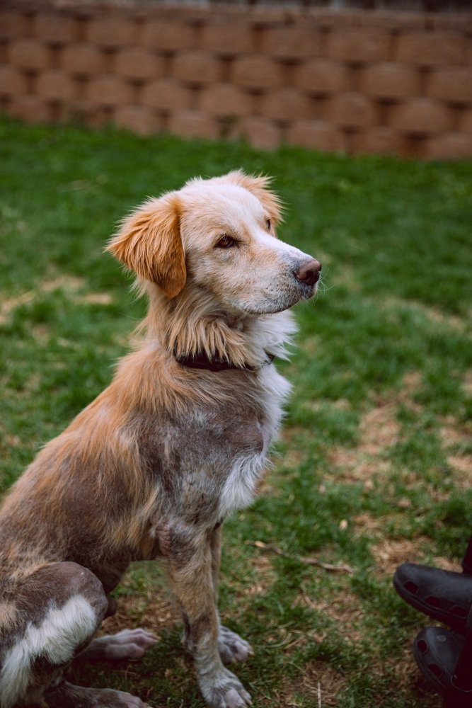 adoptable Dog in Broomfield, CO named Kelso / Theo