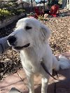 adoptable Dog in , CO named La Push / Sequoia / Kaya