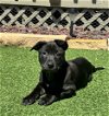 adoptable Dog in broomfield, CO named Kent / Zoe