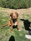 adoptable Dog in , CO named Lewis County / Clyde
