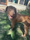 adoptable Dog in , CO named Lewis County / Clyde