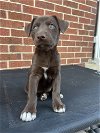 adoptable Dog in , CO named Mason County / Kat
