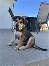 adoptable Dog in , CO named Mazama / Twix