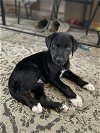 adoptable Dog in , CO named Medical Lake / Heath