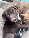 adoptable Dog in , CO named Medina / Snicker