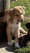 adoptable Dog in , CO named Mercer Island / Whopper